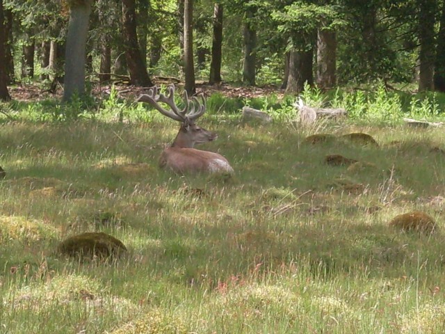 schaarsbergen koperen kop (37)
